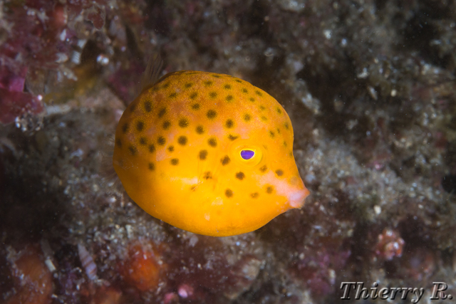 Anoplocapros inermis - Eastern Smooth Boxfish - Bare Island