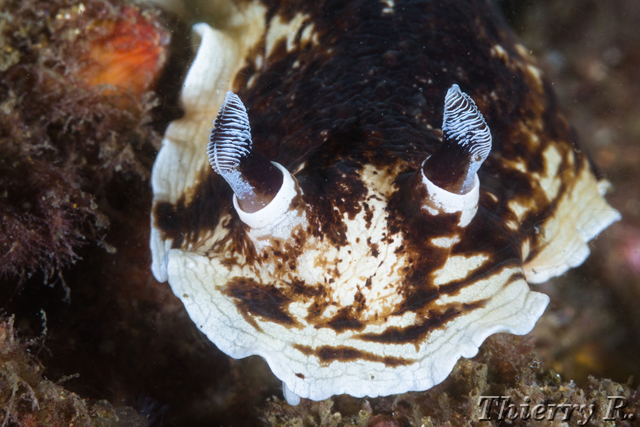 Aphelodoris varia - Variable Aphelodoris - Bare Island