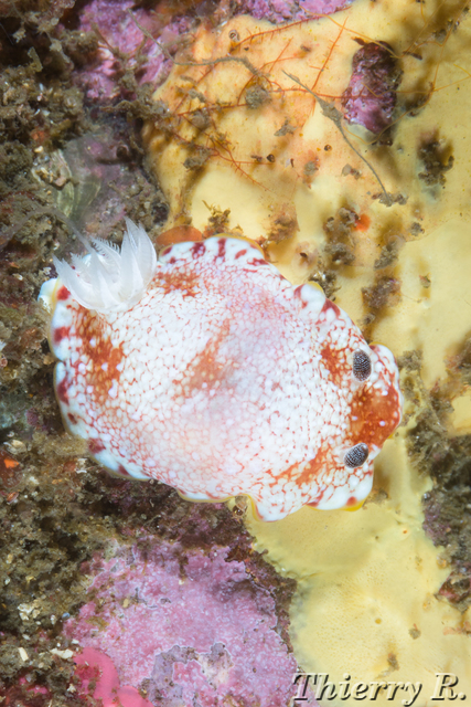 Chromodoris tinctoria - Chromodoris tinctoria - Bare Island