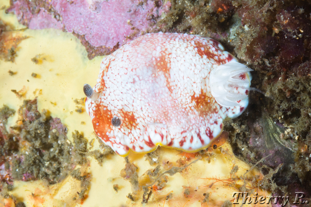 Chromodoris tinctoria - Chromodoris tinctoria - Bare Island