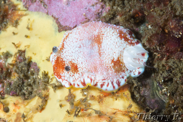 Chromodoris tinctoria - Chromodoris tinctoria - Bare Island