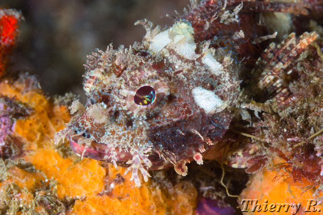 Scorpaenodes scaber - Pygmy Rockcod - Bare Island