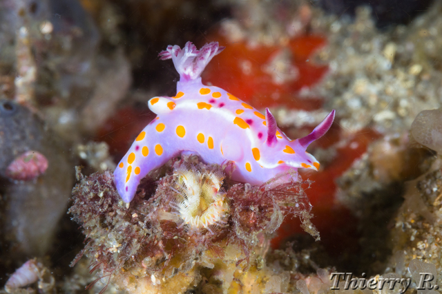 Ceratosoma amoena - Clown Ceratosoma - Bare Island