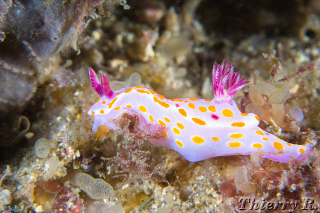 Ceratosoma amoena - Clown Ceratosoma - Bare Island