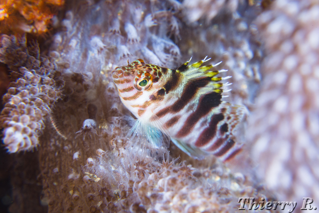 Cirrhitichthys aprinus - Blotched Hawkfish - Bare Island
