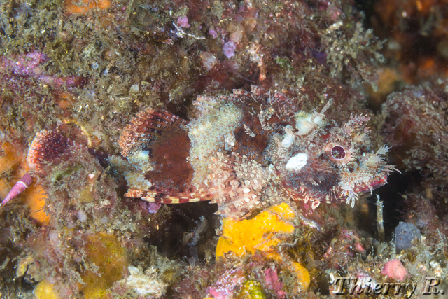 Scorpaenodes scaber - Pygmy Rockcod - Bare Island