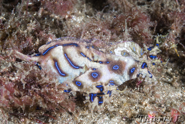 Hapalochlaena fasciata - Blue Ringed Octopus - Bare Island