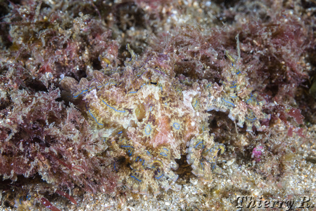 Hapalochlaena fasciata - Blue Ringed Octopus - Bare Island