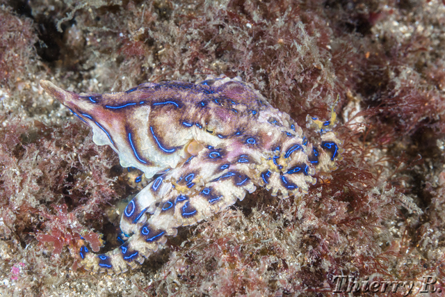 Hapalochlaena fasciata - Blue Ringed Octopus - Bare Island
