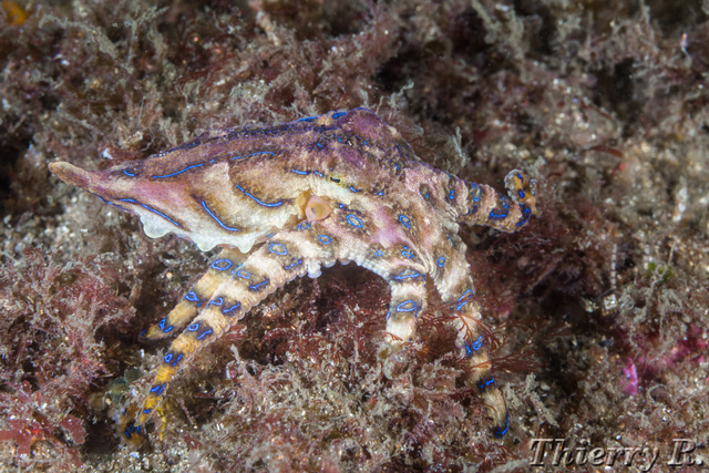 Hapalochlaena fasciata - Blue Ringed Octopus - Bare Island