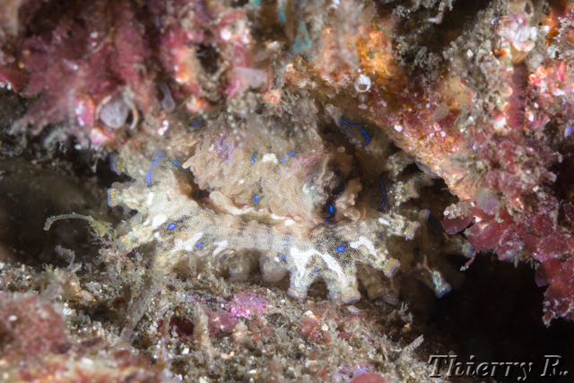 Hapalochlaena fasciata - Blue Ringed Octopus - Bare Island