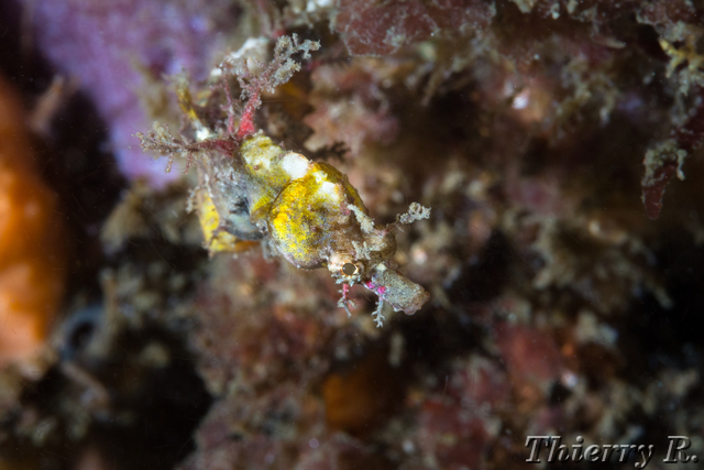 Idiotropiscis lumnitzeri - Sydney Pygmy Pipehorse - Bare Island