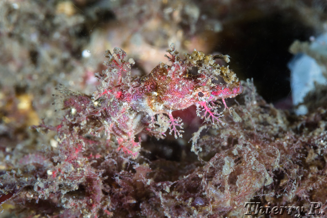 Idiotropiscis lumnitzeri - Sydney Pygmy Pipehorse - Bare Island