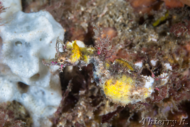 Idiotropiscis lumnitzeri - Sydney Pygmy Pipehorse - Bare Island