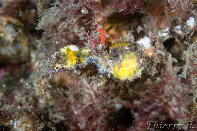 Idiotropiscis lumnitzeri - Sydney Pygmy Pipehorse - Bare Island