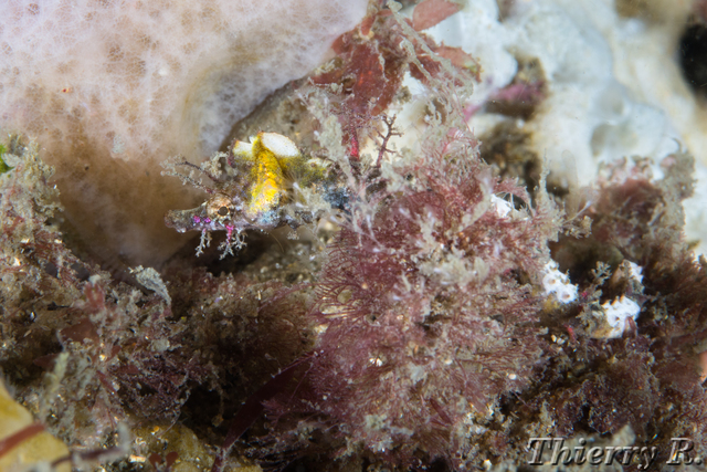 Idiotropiscis lumnitzeri - Sydney Pygmy Pipehorse - Bare Island