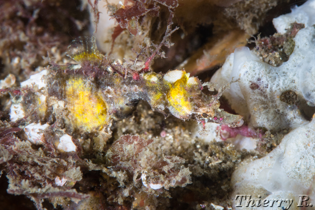 Idiotropiscis lumnitzeri - Sydney Pygmy Pipehorse - Bare Island