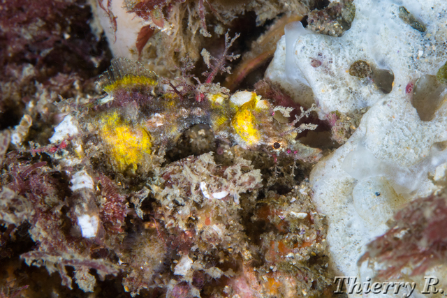 Idiotropiscis lumnitzeri - Sydney Pygmy Pipehorse - Bare Island