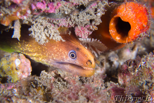 Gymnothorax prasinus - Green Moray - Bare Island