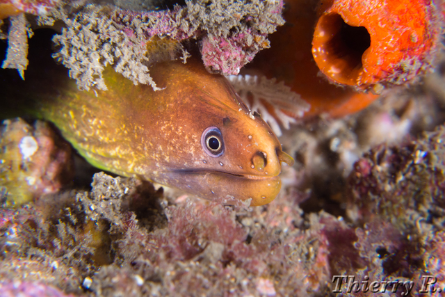 Gymnothorax prasinus - Green Moray - Bare Island