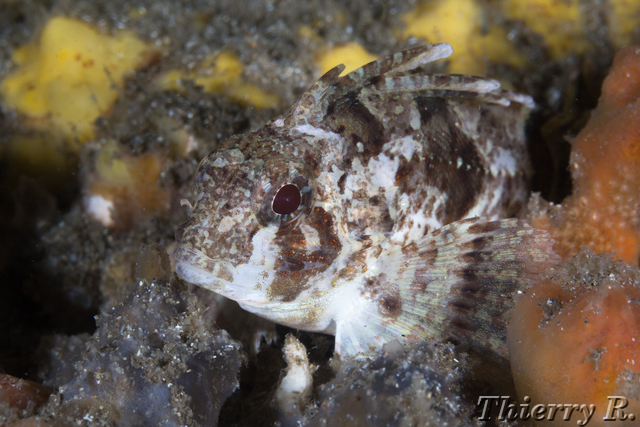 Centropogon australis - Fortescue - Shiprock