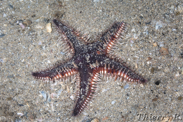 Astropecten polyacanthus - Many-Spined Sand Star - Shiprock