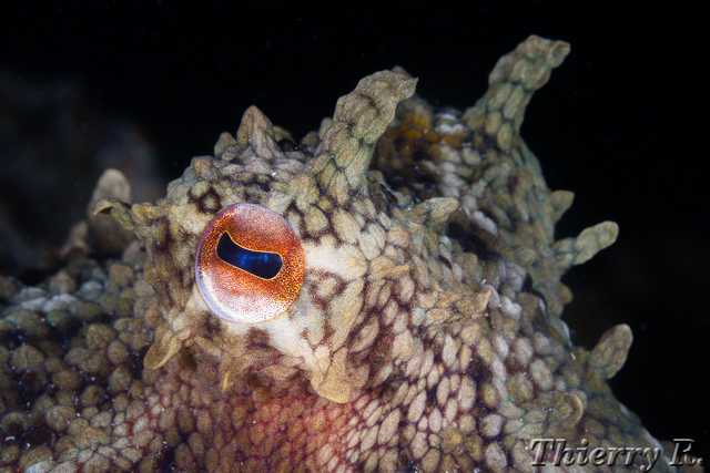Octopus tetricus - Sydney Octopus - Shiprock