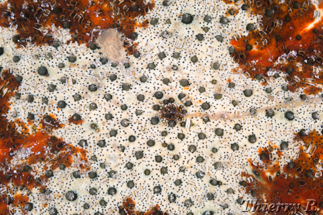 Starfish - Starfish - Shiprock
