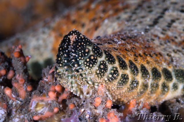 Starfish - Starfish - Shiprock