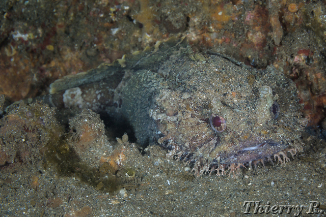 Batrachomoeus dubius - Eastern Frogfish - Shiprock
