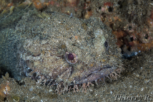 Batrachomoeus dubius - Eastern Frogfish - Shiprock
