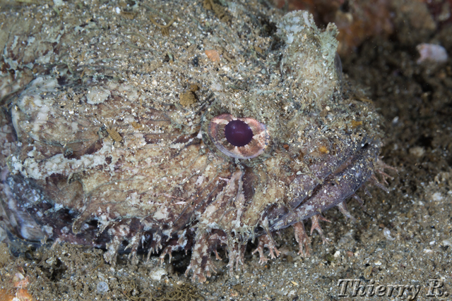 Batrachomoeus dubius - Eastern Frogfish - Shiprock
