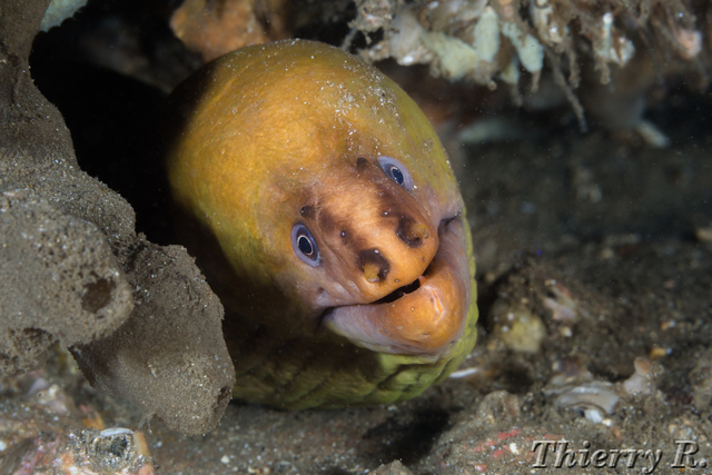 Gymnothorax prasinus - Green Moray - Shiprock