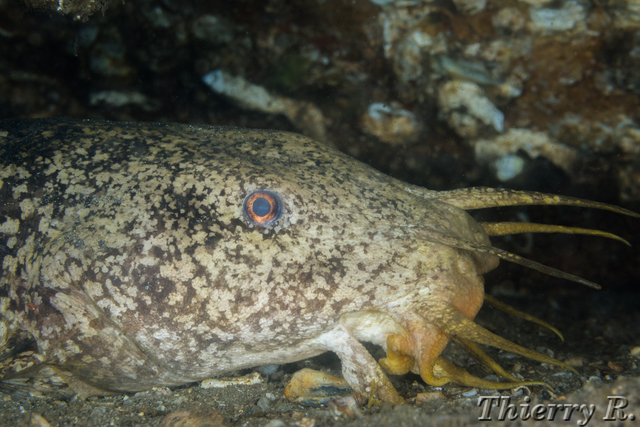 Cnidoglanis macrocephalus - Estuary Cobbler - Shiprock