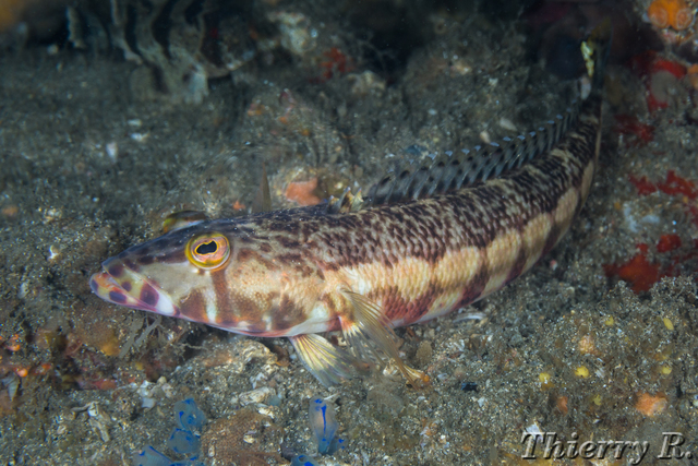 Parapercis stricticeps - Whitestreak Grubfish - Shiprock