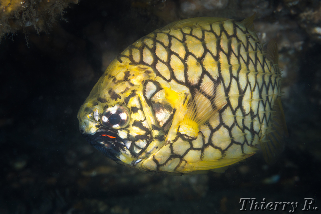 Cleidopus gloriamaris - Pineapple Fish - Shiprock