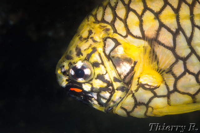 Cleidopus gloriamaris - Pineapple Fish - Shiprock