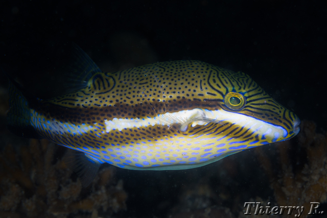 Canthigaster callisterna - Clown Toby - Shiprock