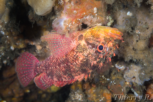 Scorpaenodes scaber - Pygmy Rockcod - Shiprock