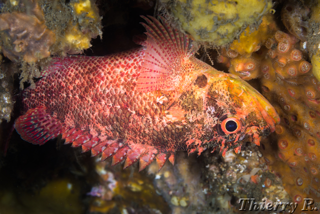 Scorpaenodes scaber - Pygmy Rockcod - Shiprock