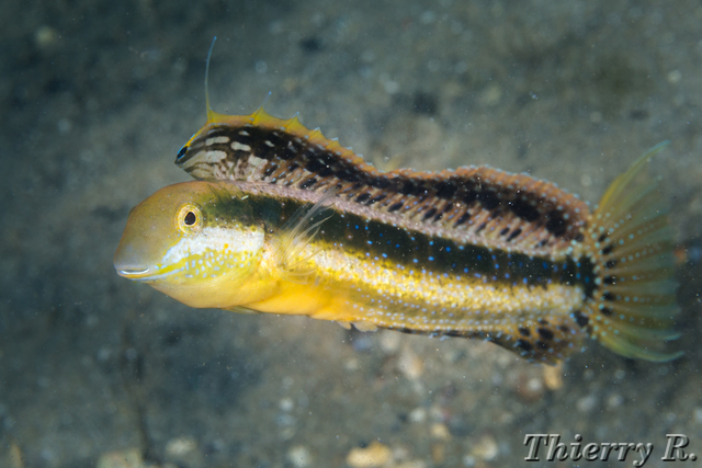 Petroscirtes lupus - Brown Sabretooth Blenny - Shiprock