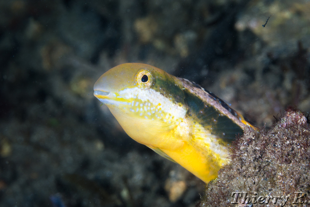 Petroscirtes lupus - Brown Sabretooth Blenny - Shiprock