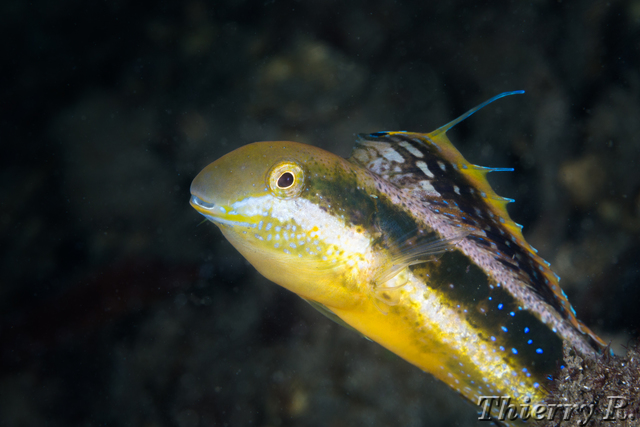 Petroscirtes lupus - Brown Sabretooth Blenny - Shiprock