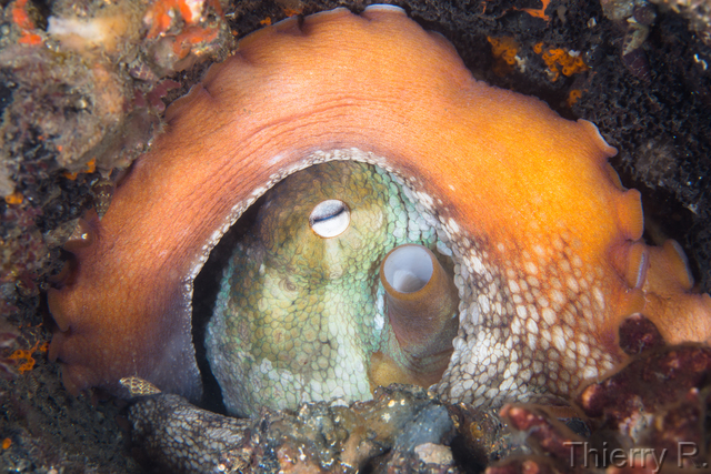 Octopus tetricus - Sydney Octopus - Clifton Garden