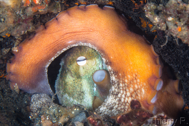 Octopus tetricus - Sydney Octopus - Clifton Garden