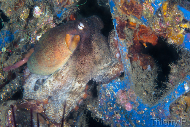 Octopus tetricus - Sydney Octopus - Clifton Garden
