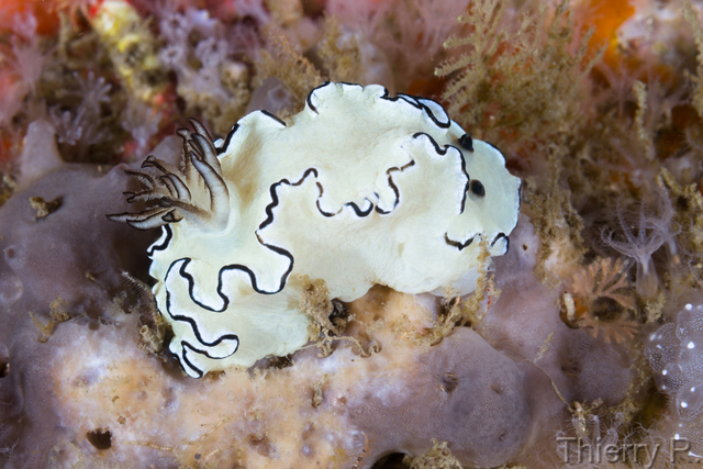 Glossodoris atromarginata - Black Margined Glossodoris - Shark P