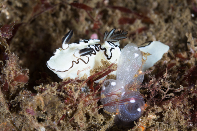 Glossodoris atromarginata - Black Margined Glossodoris - Shark P