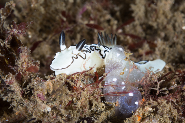 Glossodoris atromarginata - Black Margined Glossodoris - Shark P