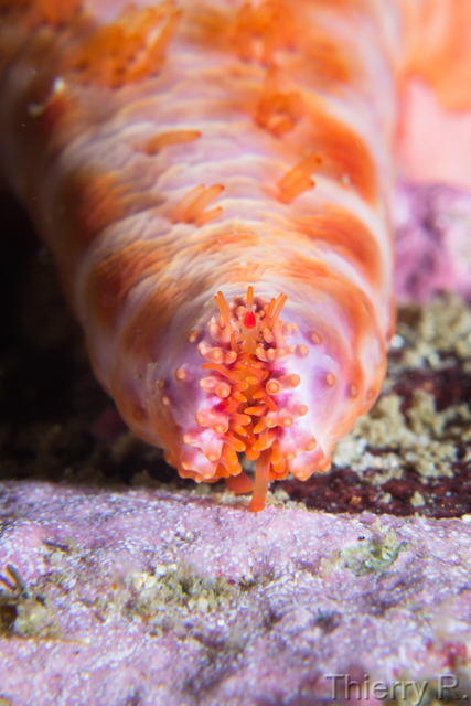 Petricia vernicina - Velvet Seastar - Shark Point